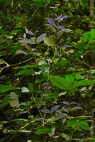 A shrubby species of Rubiaceae with young transluscent purple leaves, Cameron Highlands, Malaysia