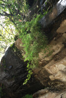 Asparagus sp. hanging from a seeping ledge, Royal Natal NP, South Africa