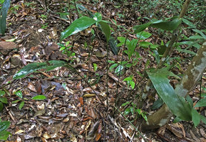Aspidistra cf. heterocarpa var. heterocarpa in its habitat, Bach Ma NP, 500 m asl, Hue, Vietnam