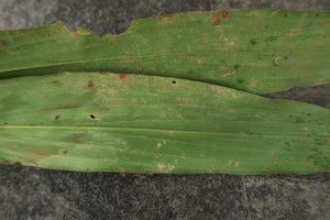 Aspidistra cf. petiolata, prominent secondary longitudinal veins on abaxial blade surface, Bach Ma NP, 500 m asl, Hue, Vietnam