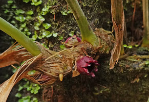 Aspidistra cf. sichuanensis Ichi Mon Ji, flower