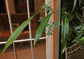 Aspidistra cf. sichuanensis &#039;Ichi Mon Ji&#039;, in the patio