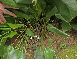 Aspidistra dolichanthera, flowers hidden under the leaves, Fairy Lake Botanical Garden, Shenzhen, China