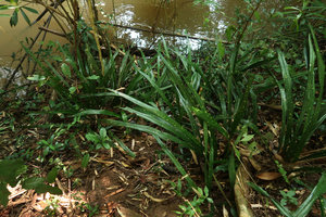 Aspidistra hainanensis, a yellow blotched leaf form, Khao Kho, Phetchabun,Thailand
