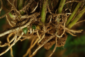 Aspidistra hainanensis (syn. A. longifolia), flower buds, Ranong, Thailand
