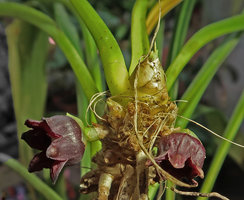 Aspidistra hainanensis (syn. A. longifolia) flowers, Ranong, Thailand