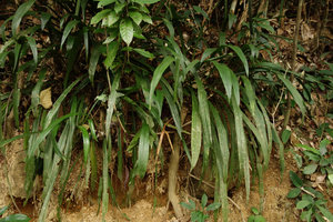 Aspidistra hainanensis (syn. A. longifolia) on vertical earth bank, Ranong, Thailand