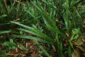 Aspidistra hainanensis, yellow blotched leaf form, Khao Kho, Phetchabun,Thailand