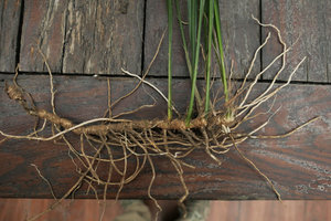 Aspidistra minutiflora, rhizome and roots, Shenzhen, China