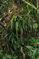 Aspidistra minutiflora, the Peak, Hong Kong