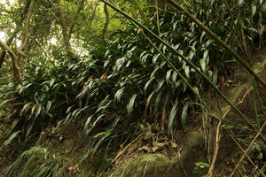 Aspidistra minutiflora, vegetative population on a rock, Shenzhen, China