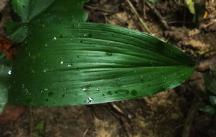 Aspidistra phanluongii, leaf with deeply impressed veins, Cat Tien NP, Vietnam