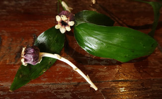 Aspidistra phanluongii, leaves and flowers, Cat Tien NP, Vietnam