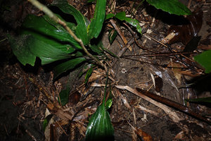 Aspidistra phanluongii, leaves and two flowers lying just at the surface of the sandy hydromorphic soil, the inflorescence peduncle totally buried in the soil, Cat Tien NP, Vietnam