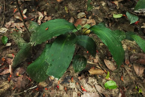Aspidistra phanluongii on sandy hydromorphic soil, Cat Tien NP, Vietnam