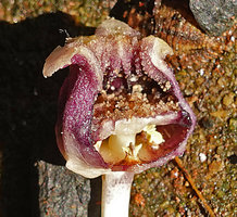 Aspidistra phanluongii,stamen hidden under the stigma, Cat Tien NP, Vietnam