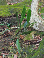 Aspidistra punctata, en route to Victoria peak, Hong Kong