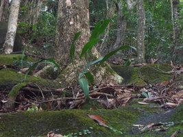 Aspidistra punctata, in the hole of a concrete retention wall, en route to Victoria peak, Hong Kong