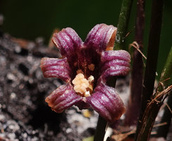 Aspidistra cf. atroviolacea, deeply grooved, recurved, dark purple perianth lobes, three lobed stigmate, Bach Ma NP, 1200 m asl, Vietnam