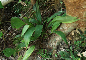 Aspidistra zinaidae, Elephant Springs, 70 m asl, Hue, Vietnam