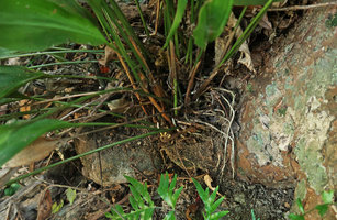 Aspidistra zinaidae, epigeous stem, brown cataphylls and aerial velamen refringent root epidermis, Elephant Springs, 70 m asl, Hue, Vietnam