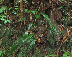 Aspidistra cf. atroviolacea on vertical earth slope just after heavy rain, Bach Ma NP, 1200 m asl, Hue, Vietnam