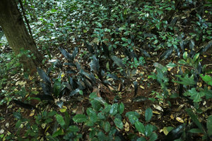 Aspidistra babensis, population with blackish leaves, Ba Be NP, Vietnam, Nov. 2017