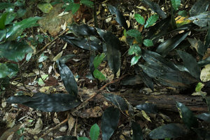 Aspidistra babensis, population with its pachyphyllous blackish shiny leaves, Ba Be NP, Vietnam, Nov. 2017