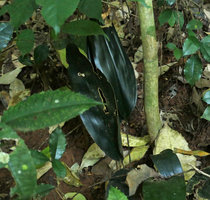 Aspidistra babensis with black shiny leathery leaves, Ba Be NP, Vietnam, Nov. 2017