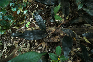 Aspidistra babensis  with its pachyphyllous black shiny leaves, Ba Be NP, Vietnam, Nov. 2017