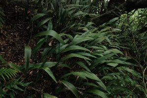 Aspidistra sur pente, Taroko, Taiwan