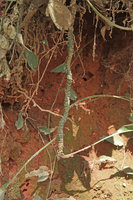 Aspidistra sutepensis, downwards growing rhizome from the top of vertical earth slope, with successive cataphyll scars and dispersed foliage leaves, Doi Suthep NP, Chiang Mai, Thailand