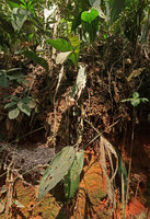 Aspidistra sutepensis, rhizome creeping down a vertical earth slope, Doi Suthep, Chiang Mai, Thailand