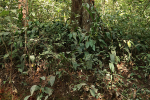 Aspidistra sutepensis, vegetative population of plain green leaves plants, Doi Suthep NP, Chiang Mai, Thailand