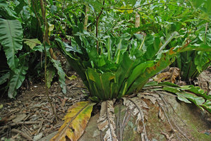 Asplenium antiquum, fronds cut by local tribes, Taroko Gorge, Taiwan