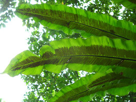 Asplenium antiquum, sori, Taipeh, Taiwan