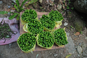 Asplenium antiquum young fronds sold by tribal people, Taroko Gorge, Taiwan