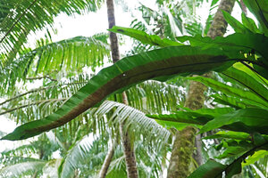 Asplenium australasicum, fertile frond, Mbambanga, Solomon Islands