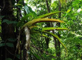 Asplenium australasicum, fertile fronds, Mbambanga,, Solomon Islands