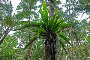 Asplenium australasicum, Mbambanga, Solomon Islands