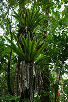 Asplenium australasicum, two fertile individuals in coastal forest, Mbambanga, Solomon Islands