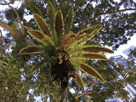 Asplenium nidus, sori on the lower abaxial surface of the fronds, Singapore