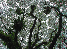 Asplenium nidus sur Samanea saman et timidité couronne, Malaisie