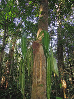 Asplenium serratum, Inkaterra, Madre de Dios, Peru