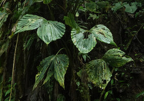 Asplundia cf. platyphylla, Mashpi FR, Pichincha, Ecuador