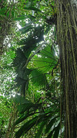 Asplundia cf. truncata and Evodianthus funifer climbing along a tree trunk, Mashpi FR, Pichincha, Ecuador