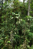 Asplundia cf. truncata epiphytic in cloud forest canopy, Mashpi FR, Pichincha, Ecuador