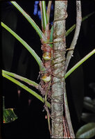 Asplundia rigida, horizontally growing anchoring roots and few downward growing feeding roots, Moarolles, Guadeloupe