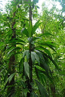 Asplundia sp., climbing along a tree trunk, Osa, Costa Rica