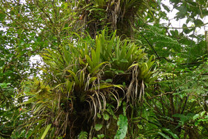 Astelia montana, basally branched rosetted clump, each funnel shaped rosette of leaves accumulating water and leaves falling from the canopy, Des Voeux Peak, Taveuni, Fiji.